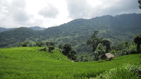 Paddy fields and mountains Video stock 156274806