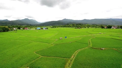 Paddy fields and rice grass moving in the wind with mountain in background Stock Footage 41152049