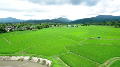Paddy fields and rice grass moving in the wind with mountain in background Stock Footage 41152446
