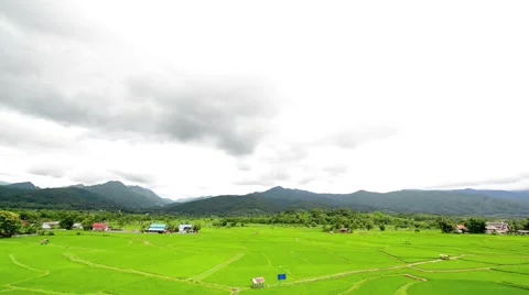 Paddy fields and rice grass moving in the wind with mountain in background Stock Footage 41153056