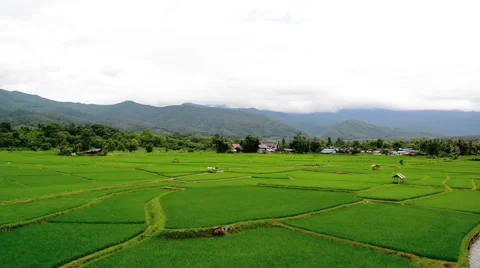 Paddy fields and rice grass moving in the wind with mountain in background Stock Footage 41153447