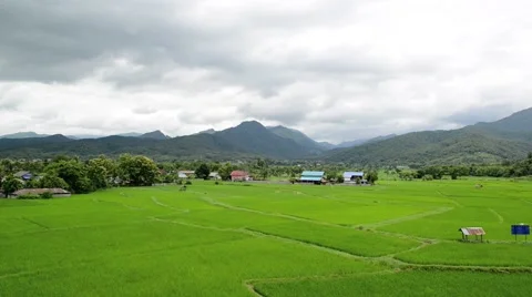 Paddy fields and rice grass moving in the wind with mountain in background Stock Footage 41154063