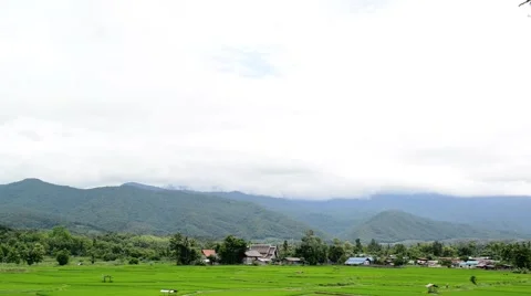 Paddy fields and rice grass moving in the wind with mountain in background Stock Footage 41154204