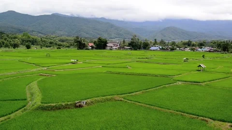 Paddy fields and rice grass moving in the wind with mountain in background Stock Footage 41154338