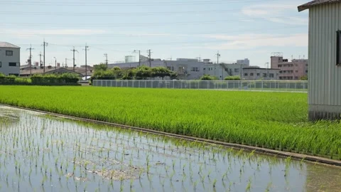 Paddy fields and rice paddies with rural Stock Footage 279524763