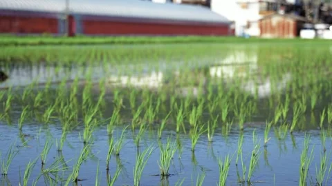 Paddy fields and rice paddies with rural Stock Footage 279524978