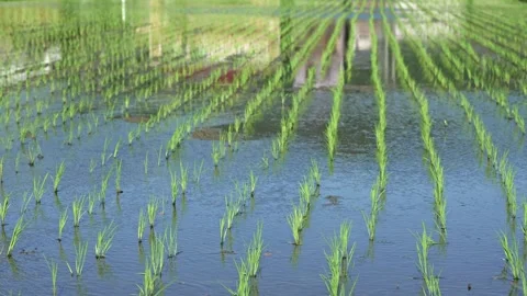 Paddy fields and rice paddies with rural Stock Footage 279524992