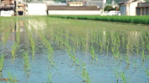 Paddy fields and rice paddies with rural Stock Footage 279525045