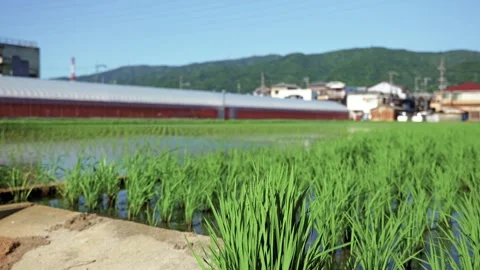 Paddy fields and rice paddies with rural Stock Footage 279525201