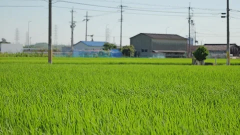 Paddy fields and rice paddies with rural Stock Footage 279525334
