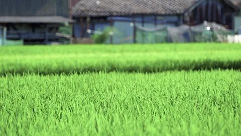 Paddy fields and rice paddies with rural Stock Footage 279525625