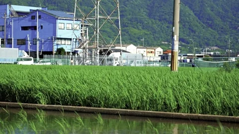 Paddy fields and rice paddies with rural Stock Footage 279525719