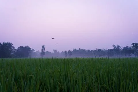 Paddy fields are seen at dusk in the landscape of the indian Sundarbans, th.. Stock Photos
