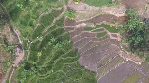 Paddy fields arranged in Indonesia Stock Footage 122024069