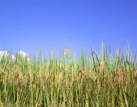 The paddy fields in the autumn Stock Photos