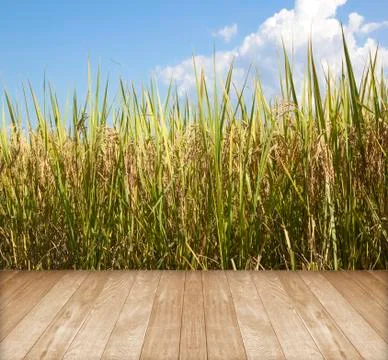 The paddy fields in the autumn Stock Photos