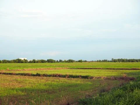 Paddy fields on the background are empty sky growing. Stock Photos