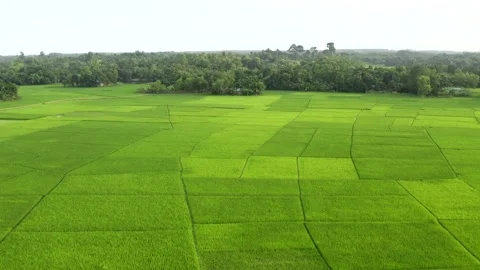 The paddy fields of Bangladesh Stock Footage 133069301