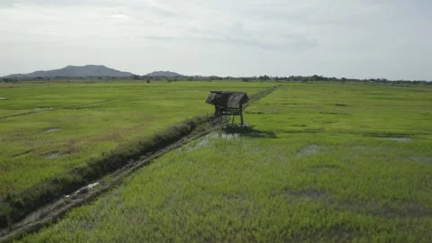 Paddy Fields circular motion radius drone shot Video stock 247400761