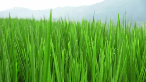 Paddy fields close up background Stock Footage 252150642