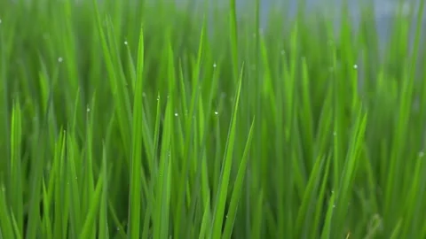 Paddy fields close up background Stock Footage 252150655