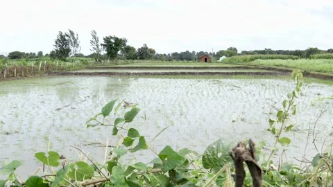 Paddy fields, Corn plantation and Vegetation near Coorg in Karnataka in India. Stock Footage 163563337