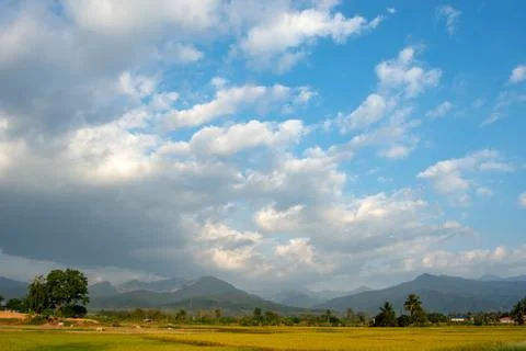 Paddy fields in the countryside background mountains and trees. Stock Photos