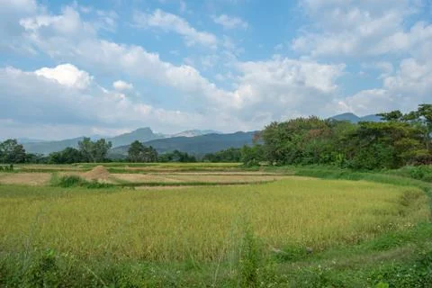 Paddy fields in the countryside background mountains and trees. Stock Photos