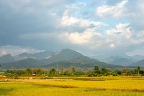 Paddy fields in the countryside background mountains and trees. Stock Photos