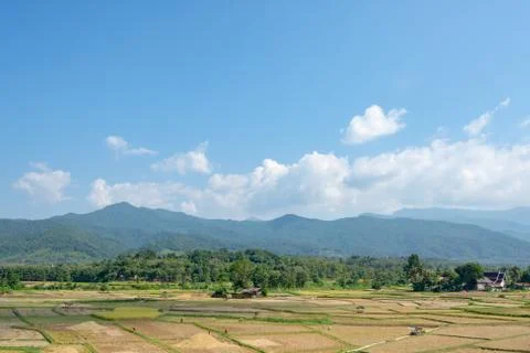 Paddy fields in the countryside background mountains and trees. Stock Photos