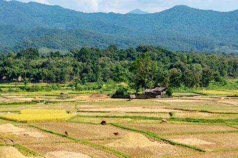 Paddy fields in the countryside background mountains and trees. Stock Photos