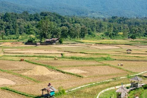 Paddy fields in the countryside background mountains and trees. Stock Photos