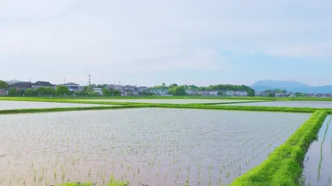 Paddy fields filled with water and young rice seedlings in Japan Stock Footage 337887419