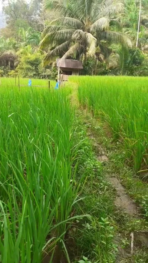 Paddy fields at the foot of the hill 库存影片 230004539