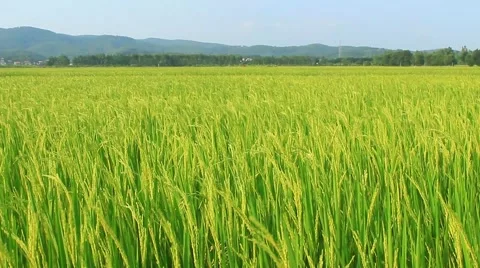 Paddy fields Vídeo Stock 50731415