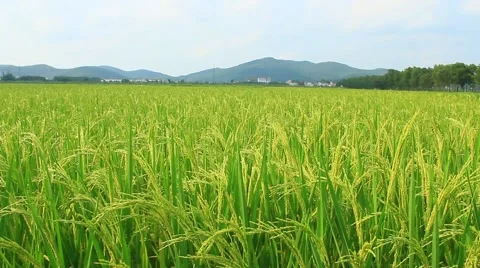 Paddy fields Stock Footage 50772840