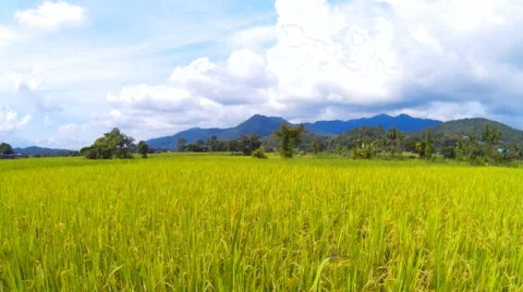 Paddy fields Stock Footage 68697011