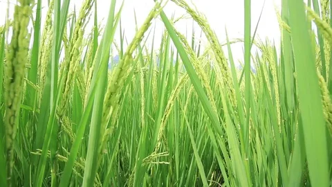 Paddy fields Stock Footage 74993256