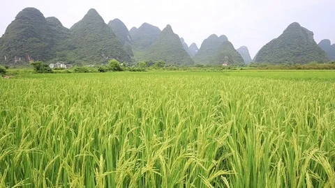 Paddy fields Stock Footage 74994103
