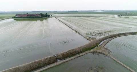 Paddy fields Stock Footage 90277396