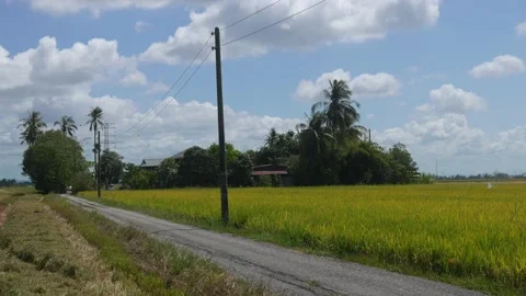 Paddy fields Stock Footage 135982229