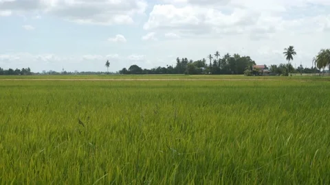 Paddy fields Stock Footage 135983094