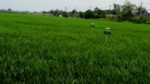 Paddy fields Stock Footage 230212365