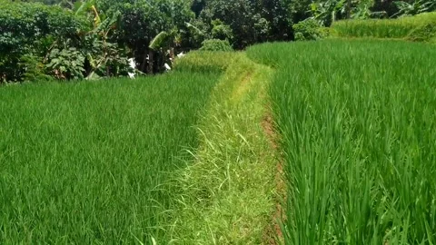 Paddy fields Video stock 236795117