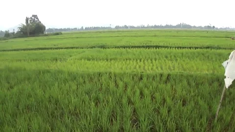 Paddy fields Stock Footage 241223692