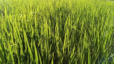 Paddy Fields Stock Footage 243691663