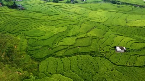 Paddy fields 스톡 동영상 258812851