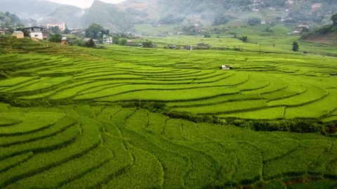Paddy fields 스톡 동영상 258812866