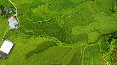 Paddy fields 스톡 동영상 258812875