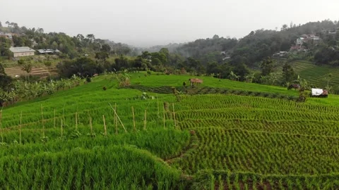 Paddy Fields Footage Landscape 01 库存影片 159706387